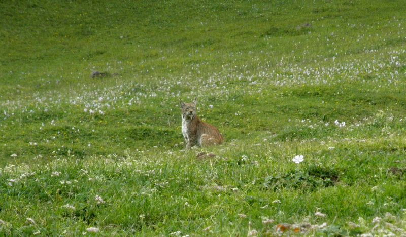 Горы Кетмень. Казахстан. Рысь сидит около дороги. Ketmen mountains. Kazakhstan. Lynx is sitting near the road. 